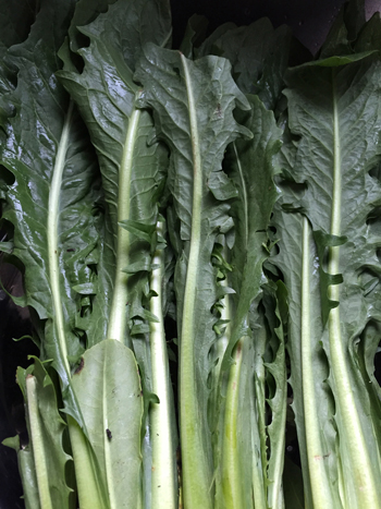 dandelion-greens