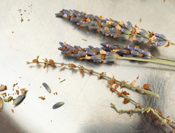 Dried Lavender Buds