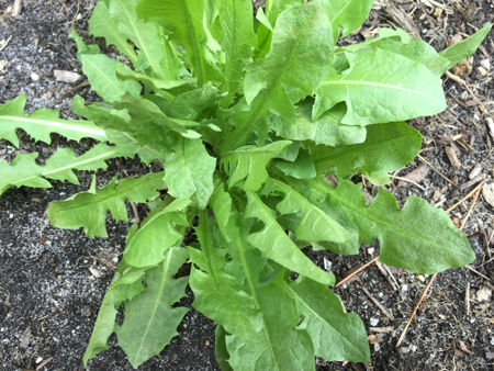 spring-dandelion