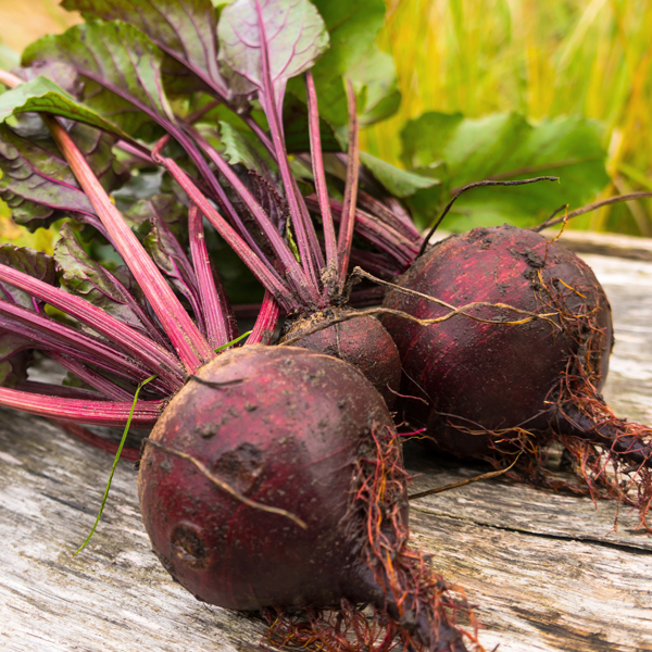 Beetroot-1