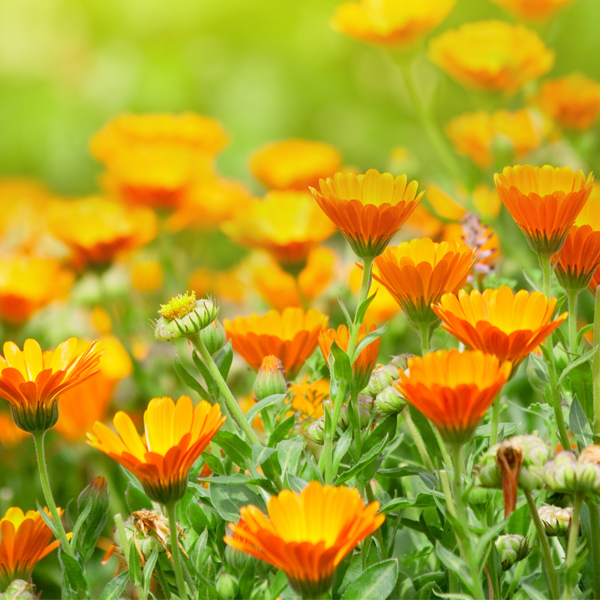 Calendula