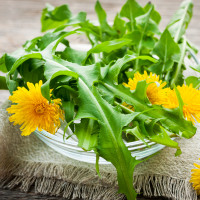 Dandelion Leaf