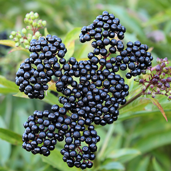 Elderberry