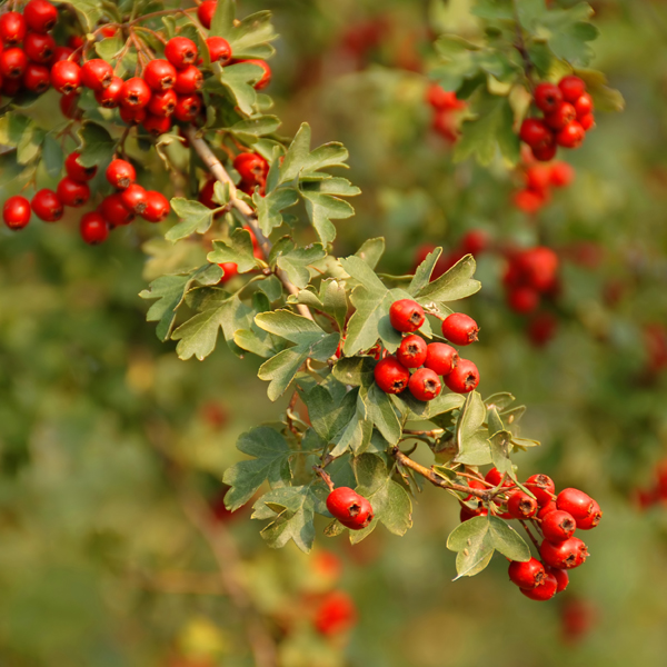 hawthorn tree berries