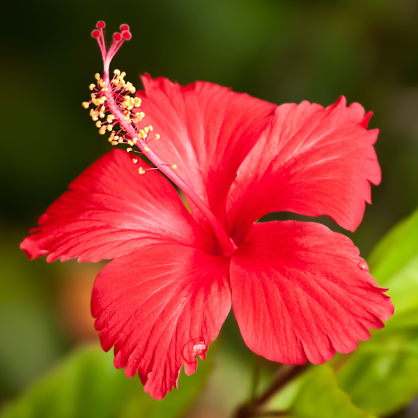 Hibiscus