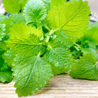 Lemon Balm