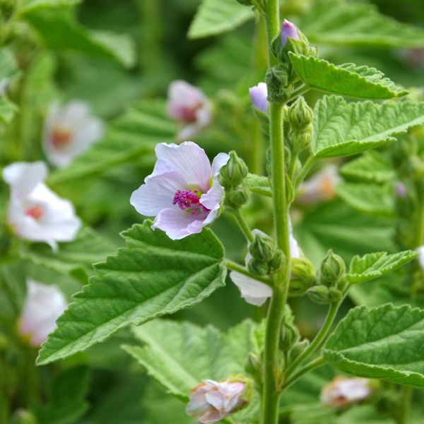 Marshmallow Plant