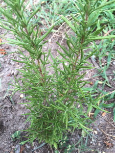 new rosemary plant