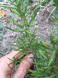 rosemary in my garden