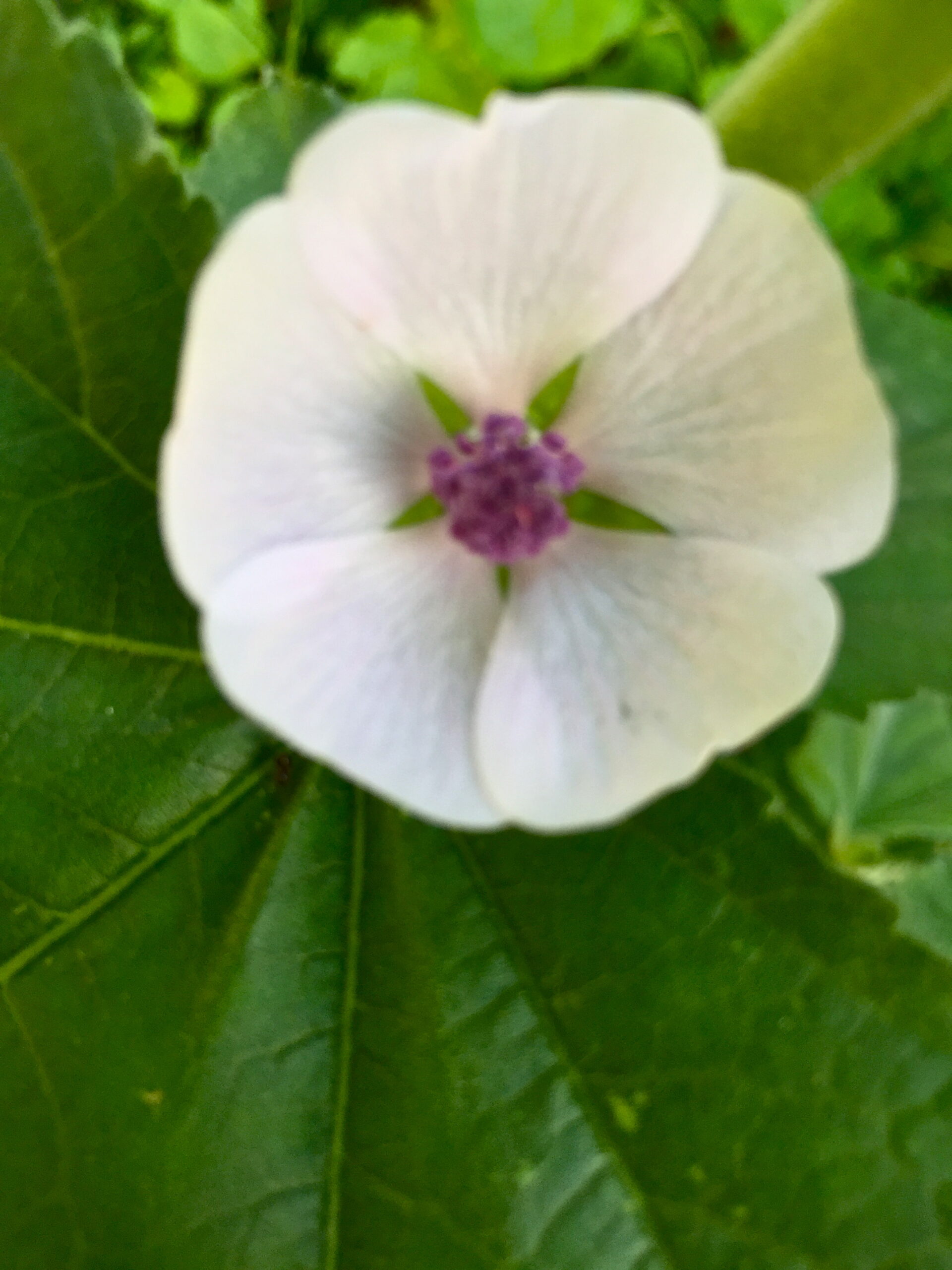 marshmallow flower