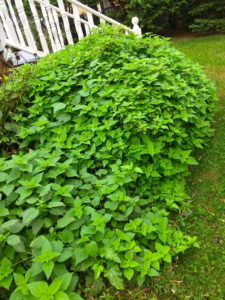 abundant-nettle-patch