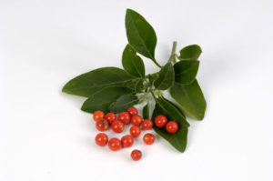  Ashwagandha with flowers and berries