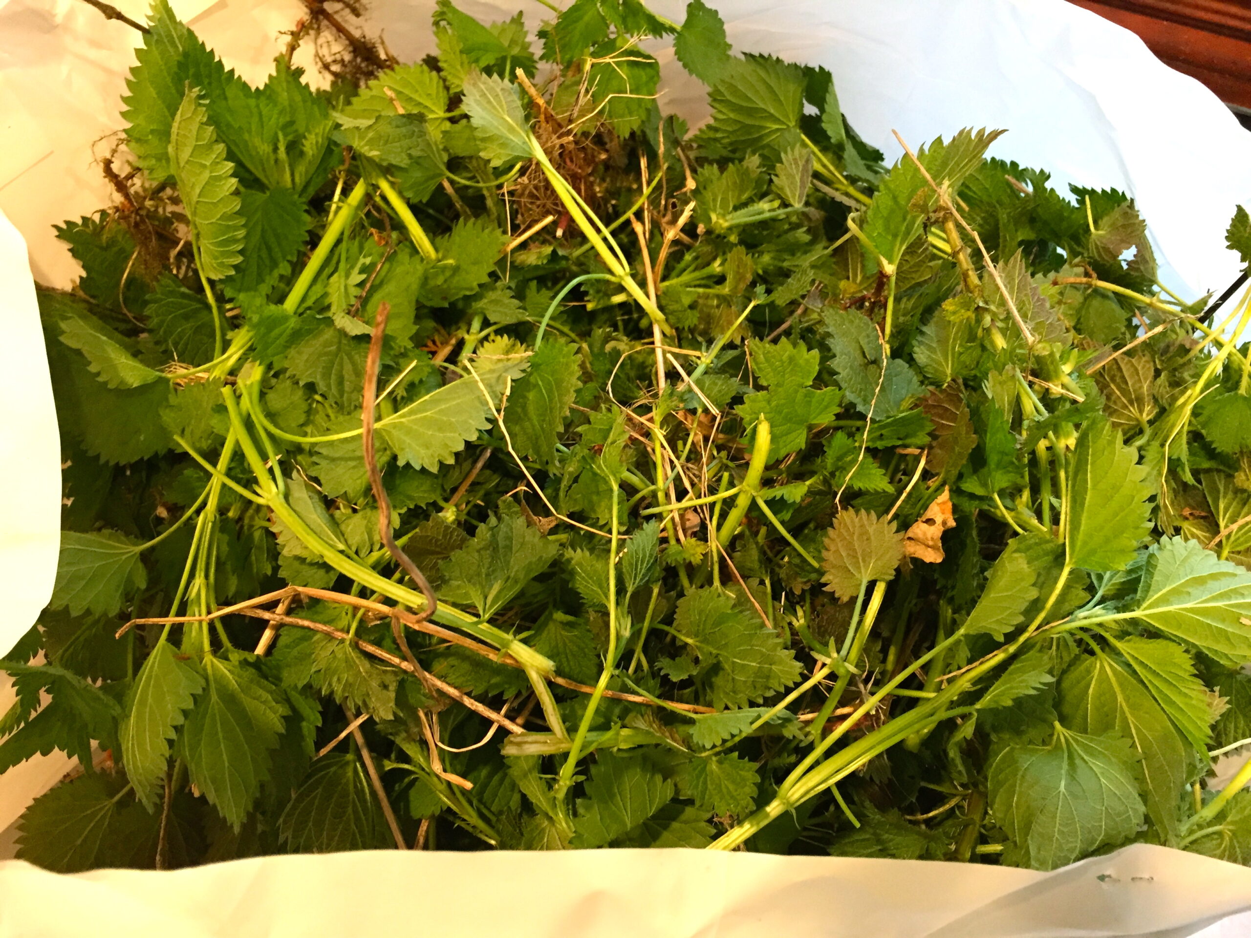 garden nettles just picked