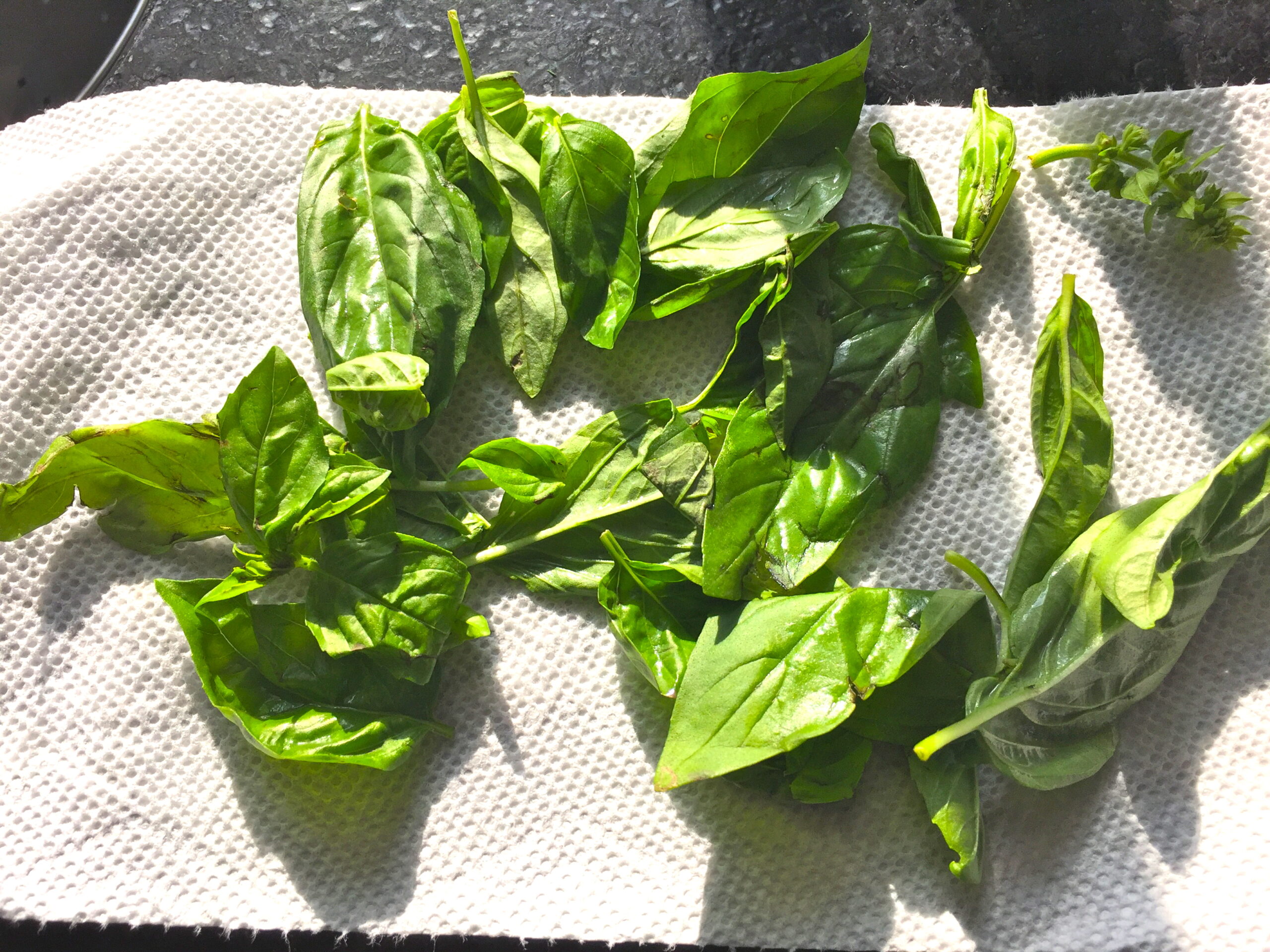 two dozen basil leaves