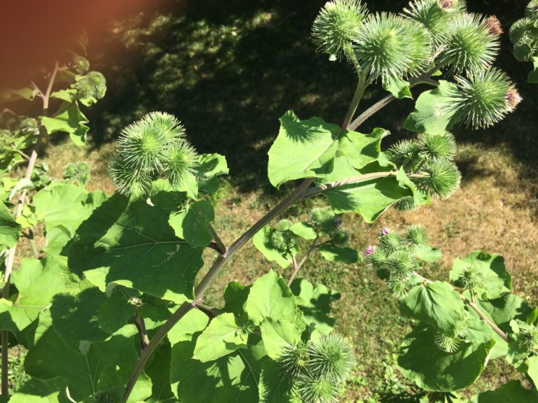 Burdock Root