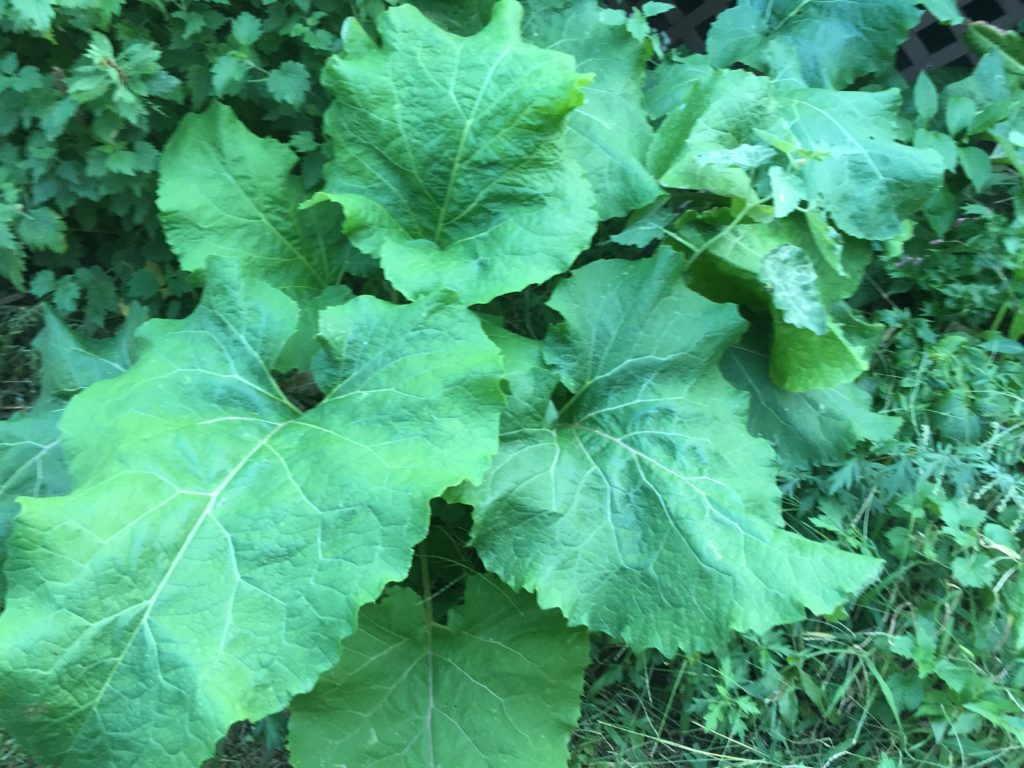 Burdock Root